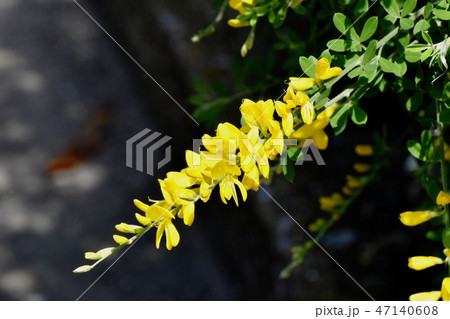 三鷹中原に咲く黄色いエニシダ(ヒメエニシダ)の花 三鷹中原に咲く黄色いエニシダ(ヒメエニシダ)の花 47140608
