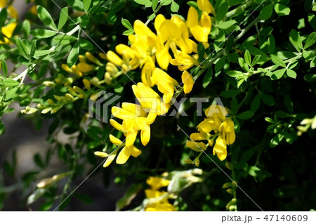 三鷹中原に咲く黄色いエニシダ（ヒメエニシダ）の花 47140609