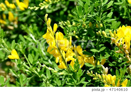三鷹中原に咲く黄色いエニシダ(ヒメエニシダ)の花 三鷹中原に咲く黄色いエニシダ(ヒメエニシダ)の花 47140610