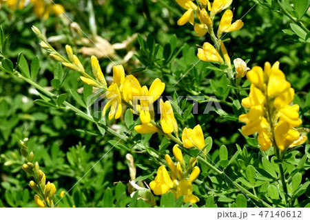 三鷹中原に咲く黄色いエニシダ(ヒメエニシダ)の花 三鷹中原に咲く黄色いエニシダ(ヒメエニシダ)の花 47140612