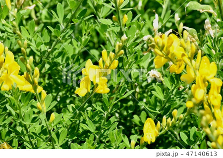 三鷹中原に咲く黄色いエニシダ(ヒメエニシダ)の花 三鷹中原に咲く黄色いエニシダ(ヒメエニシダ)の花 47140613