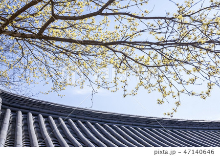 サンシュユ 黄色の花 春の花 47140646
