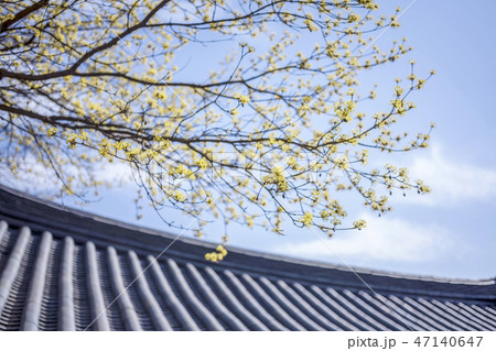 サンシュユ 黄色の花 春の花 47140647