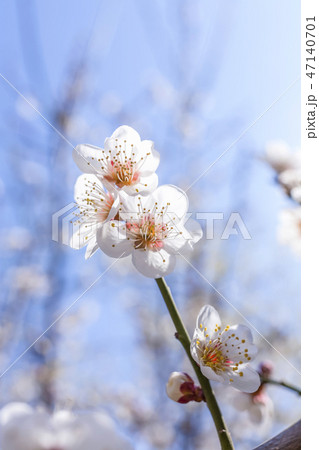 梅 花 ウメ 47140701