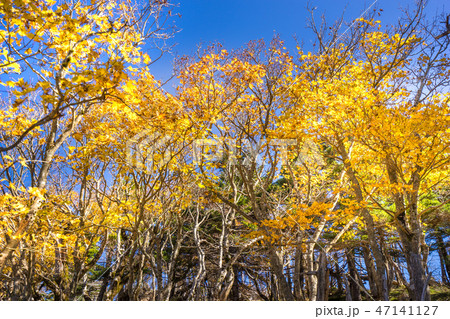 百名山「八経ヶ岳」の紅葉!明星ヶ岳~弥山~トップリ尾(奈良県吉野郡)※作品コメント欄に撮影位置 百名山「八経ヶ岳」の紅葉!明星ヶ岳~弥山~トップリ尾(奈良県吉野郡)※作品コメント欄に撮影位置 47141127