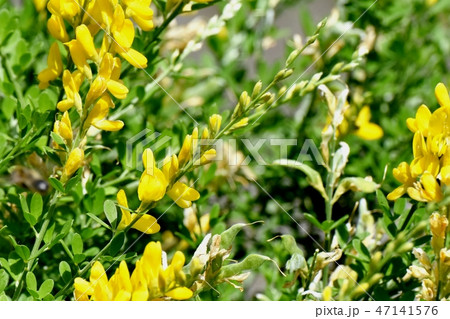 三鷹中原に咲く黄色いエニシダ（ヒメエニシダ）の花 47141576