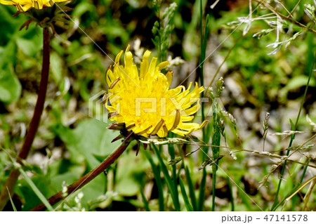 三鷹中原に咲くセイヨウタンポポ 47141578