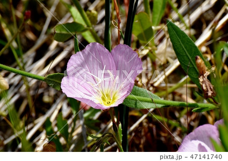 三鷹中原に咲くヒルザキツキミソウ 47141740