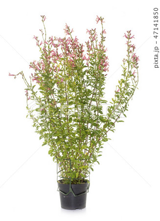 Salvia microphylla in studio 47141850