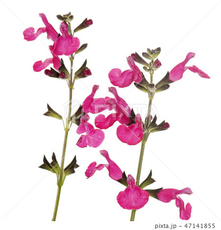 Salvia microphylla in studio Salvia microphylla in studio 47141855