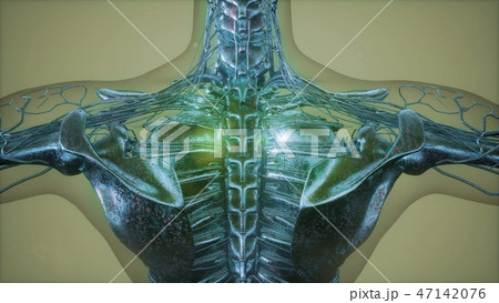 radiographic scan of homan skeletal bones 47142076