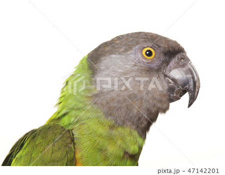 Senegal parrot in studio 47142201