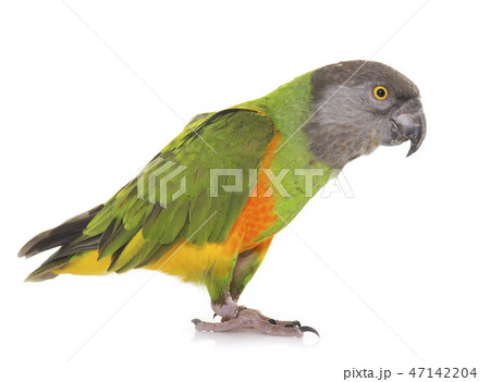 Senegal parrot in studio 47142204