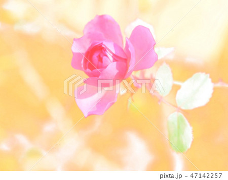 ばらの花 1月のイラスト素材 ばらの花 1月のイラスト素材