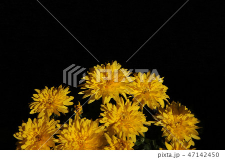 黄色い中菊 47142450
