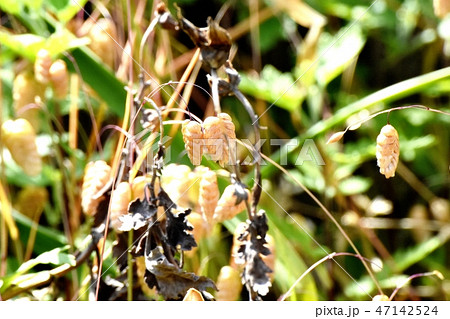 三鷹中原に咲くコバンソウ 三鷹中原に咲くコバンソウ 47142524