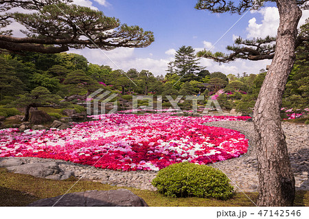 島根県 由志園 牡丹 島根県 由志園 牡丹 47142546