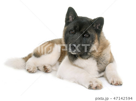 young american akita 47142594