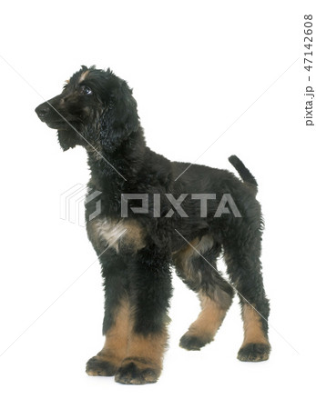 puppy afghan hound 47142608