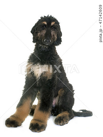 puppy afghan hound 47142609