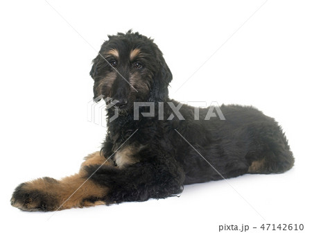puppy afghan hound 47142610