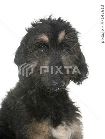 puppy afghan hound 47142613