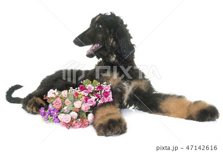 puppy afghan hound 47142616
