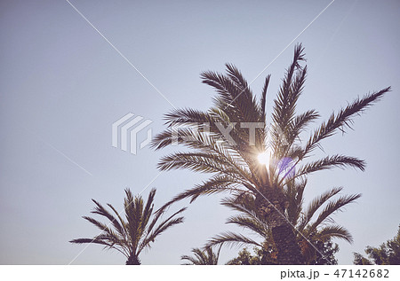 Looking up at palm trees at sunset. Looking up at palm trees at sunset. 47142682