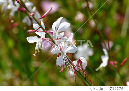 三鷹中原に咲くガウラ 47142764