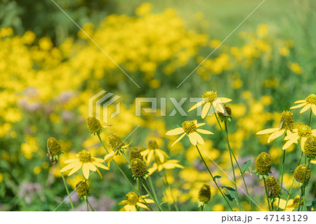 草原に咲く花 / 北海道 美瑛町 草原に咲く花 / 北海道 美瑛町 47143129