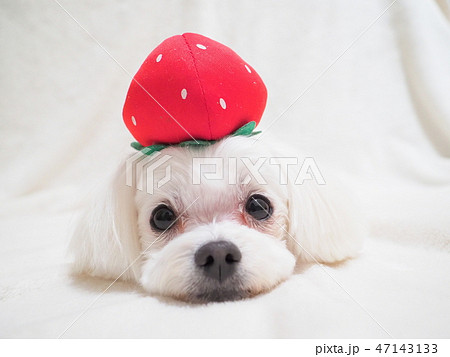 イチゴを乗せた白い犬 47143133