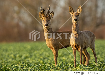Roe deer, capreolus capreolus, couple at sunset in spring. Roe deer, capreolus capreolus, couple at sunset in spring. 47143260