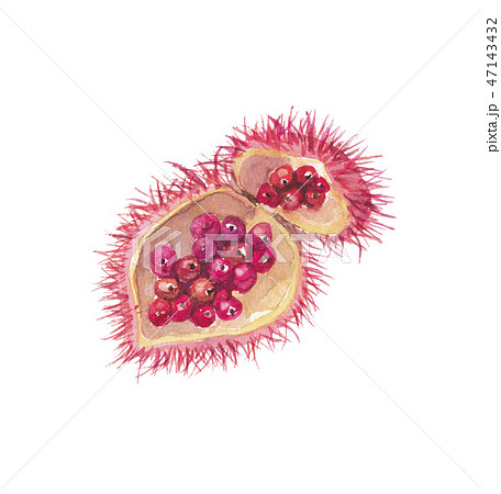 ベニノキ　種・種子 47143432