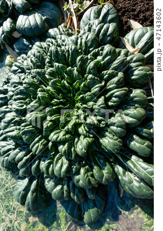 ターサイ ターサイ 47143602