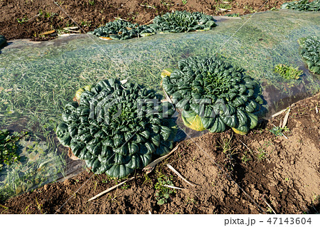 ターサイ ターサイ 47143604