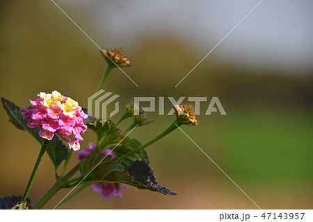 ランタナ 47143957