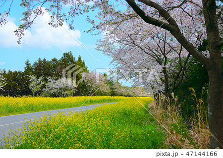 風景 木 桜 47144166