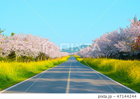 空 木 桜 47144244