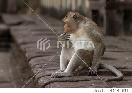 Long-tailed macaque sucks finger on stone wall Long-tailed macaque sucks finger on stone wall 47144651