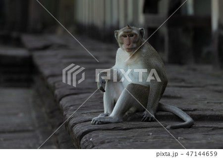 Long-tailed macaque sits on wall facing camera 47144659