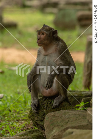 Long-tailed macaque sits on pile of stones 47144660