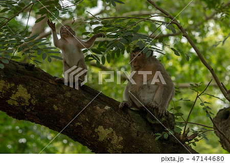 Long-tailed macaque and baby sit on branch Long-tailed macaque and baby sit on branch 47144680