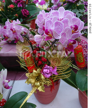 蘭 ラン 洋ラン 47144716