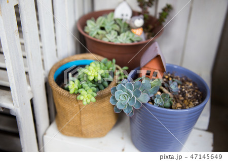 多肉植物 47145649