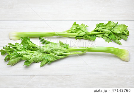 注意）セロリの根元に傷みを消したレタッチ痕が残ります。野菜食材のセロリのイメージ。 47145766