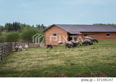 Sheep graze in a meadow near the barn. Farm animals. 47146147
