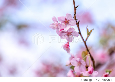 桜 さくら サクラ 47146501