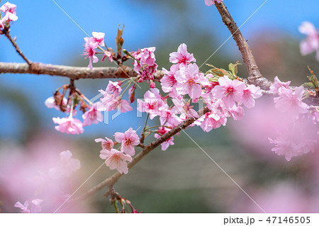 桜 さくら サクラ 47146505