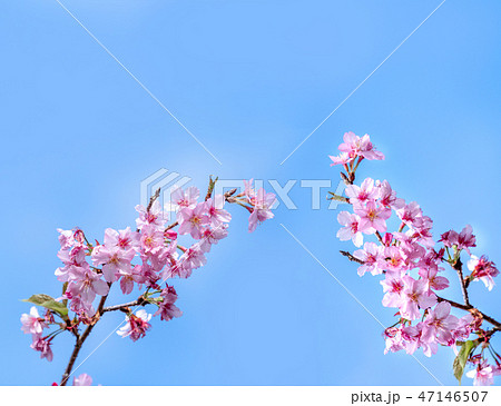 桜 さくら サクラ 47146507