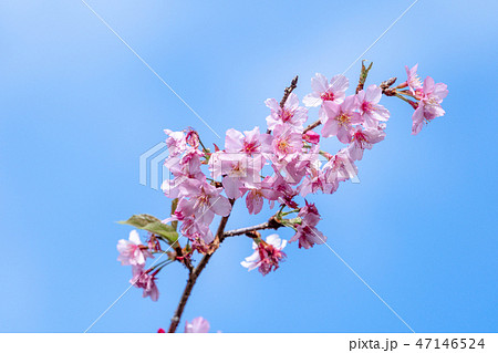 桜 さくら サクラ 47146524